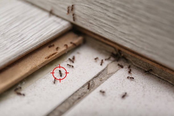 Best Bed Bug Extermination  in Burlington, WA