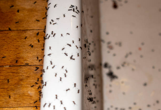 Best Pest Control Near Me  in Burlington, WA