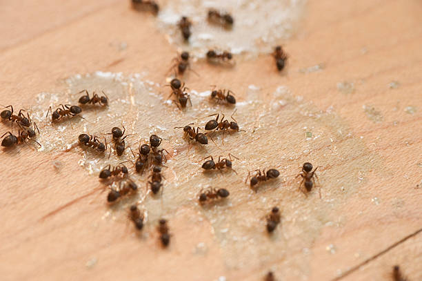 Best Exterminator Services  in Burlington, WA