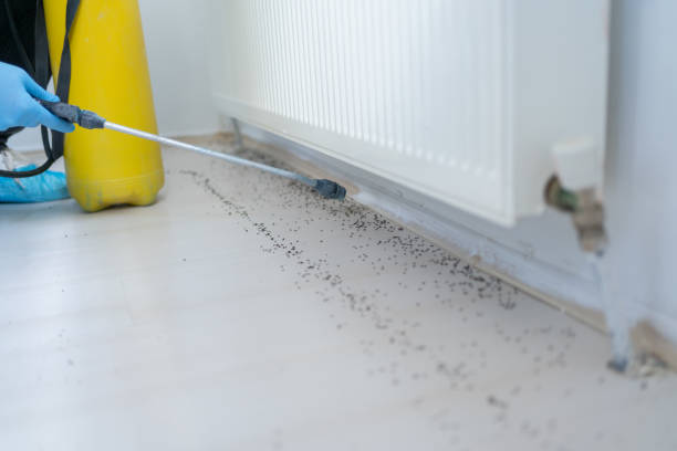 Best Insect Control  in Burlington, WA
